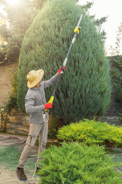 Best Tree and Shrub Care  in Haddon Heights, NJ